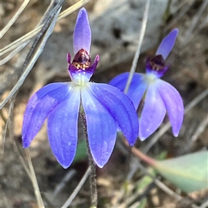 Cyanicula caerulea at Yarralumla, ACT - suppressed