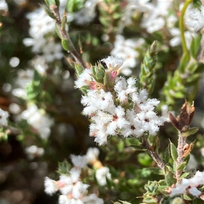 Styphelia attenuata (Small-leaved Beard Heath) at Yarralumla, ACT - 18 Sep 2024 by MeganDixon