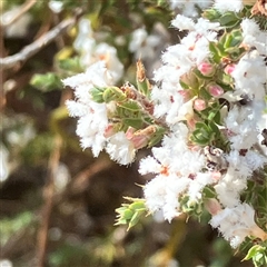 Styphelia attenuata at Yarralumla, ACT - 18 Sep 2024