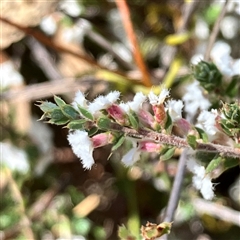 Styphelia attenuata at Yarralumla, ACT - 18 Sep 2024