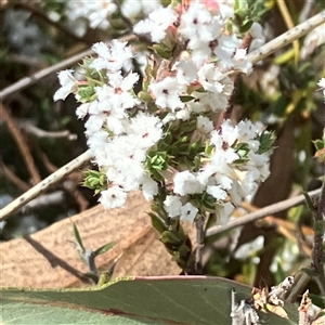 Styphelia attenuata at Yarralumla, ACT - 18 Sep 2024