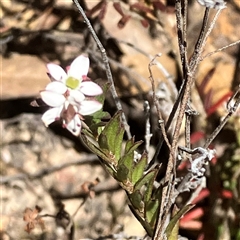 Rhytidosporum procumbens (White Marianth) at Aranda, ACT - 18 Sep 2024 by MeganDixon