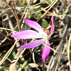 Caladenia fuscata (Dusky Fingers) at Aranda, ACT - 18 Sep 2024 by MeganDixon