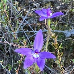 Glossodia major (Wax Lip Orchid) at Aranda, ACT - 18 Sep 2024 by MeganDixon