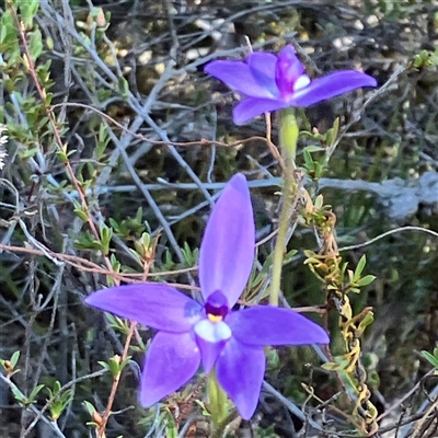 Glossodia major (Wax Lip Orchid) at Aranda, ACT - 18 Sep 2024 by MeganDixon