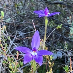 Glossodia major at Aranda, ACT - suppressed