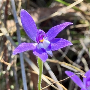 Glossodia major at Aranda, ACT - suppressed