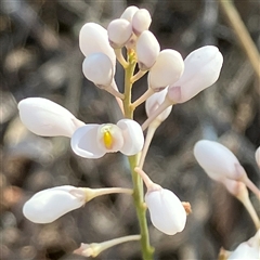 Comesperma ericinum (Heath Milkwort) at Carwoola, NSW - 7 Dec 2022 by MeganDixon