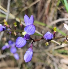 Comesperma volubile (Love Creeper) at Carwoola, NSW - 17 Oct 2021 by MeganDixon