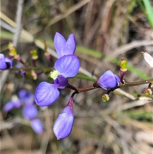 Comesperma volubile at Carwoola, NSW - 17 Oct 2021