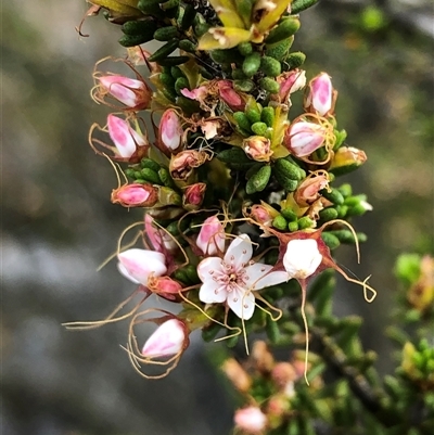 Calytrix tetragona (Common Fringe-myrtle) at Carwoola, NSW - 23 Nov 2019 by MeganDixon