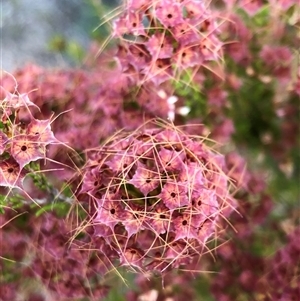 Calytrix tetragona at Carwoola, NSW - 24 Nov 2019 08:26 AM