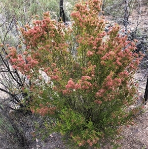 Calytrix tetragona at Carwoola, NSW - 24 Nov 2019 08:26 AM