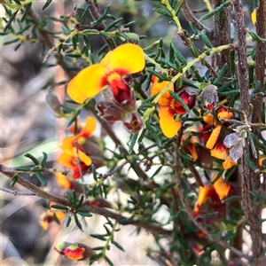 Dillwynia phylicoides at Aranda, ACT - 18 Sep 2024