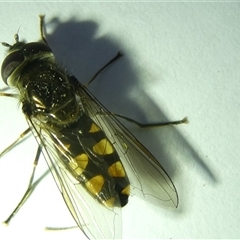 Melangyna viridiceps (Hover fly) at Belconnen, ACT - 19 Sep 2024 by JohnGiacon