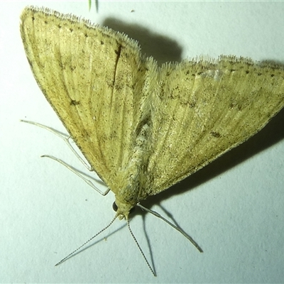 Scopula rubraria (Reddish Wave, Plantain Moth) at Belconnen, ACT - 19 Sep 2024 by JohnGiacon