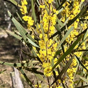 Acacia dawsonii at Carwoola, NSW - 17 Sep 2024 09:16 AM