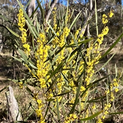 Acacia dawsonii at Carwoola, NSW - 17 Sep 2024 09:16 AM