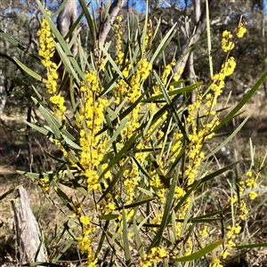 Acacia dawsonii at Carwoola, NSW - 17 Sep 2024 09:16 AM