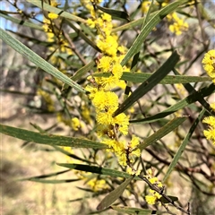 Acacia dawsonii at Carwoola, NSW - 17 Sep 2024 09:16 AM