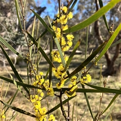 Acacia dawsonii at Carwoola, NSW - 17 Sep 2024 09:16 AM