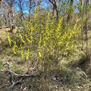 Acacia dawsonii at Carwoola, NSW - 17 Sep 2024 09:16 AM