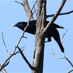 Ptilonorhynchus violaceus (Satin Bowerbird) at Malua Bay, NSW - 9 Sep 2024 by jb2602