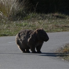 Vombatus ursinus (Common wombat, Bare-nosed Wombat) at Coombs, ACT - 19 Sep 2024 by SteveBorkowskis