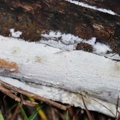 Corticioid fungi at Tharwa, ACT - 10 Jul 2024 by TimL