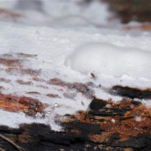 Corticioid fungi at Tharwa, ACT - 10 Jul 2024