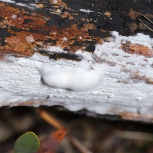 Corticioid fungi at Tharwa, ACT - 10 Jul 2024