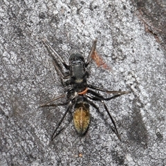 Myrmarachne luctuosa (Polyrachis Ant Mimic Spider) at Hackett, ACT - 1 Sep 2024 by TimL