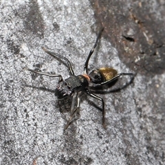 Myrmarachne luctuosa at Hackett, ACT - 1 Sep 2024