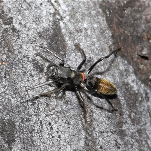 Myrmarachne luctuosa at Hackett, ACT - 1 Sep 2024