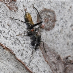 Myrmarachne luctuosa at Hackett, ACT - 1 Sep 2024