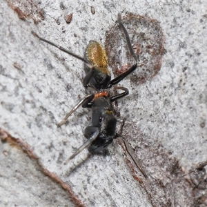 Myrmarachne luctuosa at Hackett, ACT - 1 Sep 2024