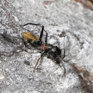 Ichneumonidae (family) at Hackett, ACT - 1 Sep 2024