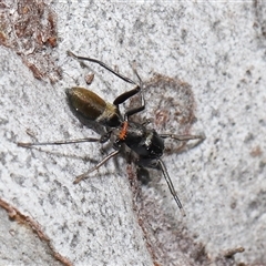 Ichneumonidae (family) at Hackett, ACT - 1 Sep 2024