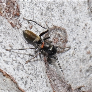 Ichneumonidae (family) at Hackett, ACT - 1 Sep 2024 11:55 AM