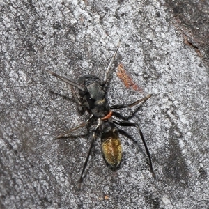 Ichneumonidae (family) at Hackett, ACT - 1 Sep 2024 11:55 AM