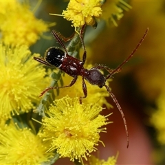 Pseudohalme laetabilis at Forde, ACT - 20 Aug 2024 by TimL