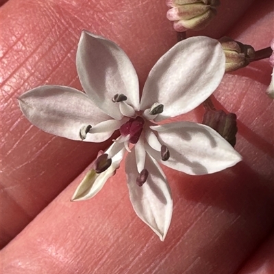 Burchardia umbellata (Milkmaids) at Tullarwalla, NSW - 15 Sep 2024 by lbradley