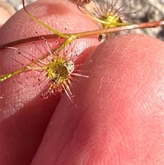 Drosera auriculata (Tall Sundew) at Tullarwalla, NSW - 15 Sep 2024 by lbradley