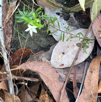 Rhytidosporum procumbens (White Marianth) at Tullarwalla, NSW - 15 Sep 2024 by lbradley