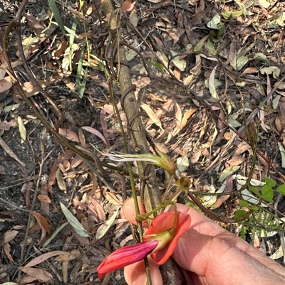 Kennedia rubicunda (Dusky Coral Pea) at Tullarwalla, NSW - 15 Sep 2024 by lbradley