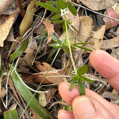 Zieria pilosa (Pilose-leafed Zieria) at Tullarwalla, NSW - 15 Sep 2024 by lbradley