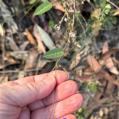 Hardenbergia violacea (False Sarsaparilla) at Tullarwalla, NSW - 15 Sep 2024 by lbradley