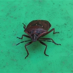 Unidentified Shield, Stink or Jewel Bug (Pentatomoidea) at Conder, ACT - 27 Jan 2024 by MichaelBedingfield