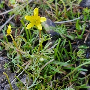 Ranunculus inundatus at Wollogorang, NSW - 20 Sep 2024