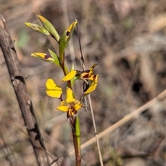 Diuris nigromontana (Black Mountain Leopard Orchid) at Cook, ACT - 19 Sep 2024 by JP95